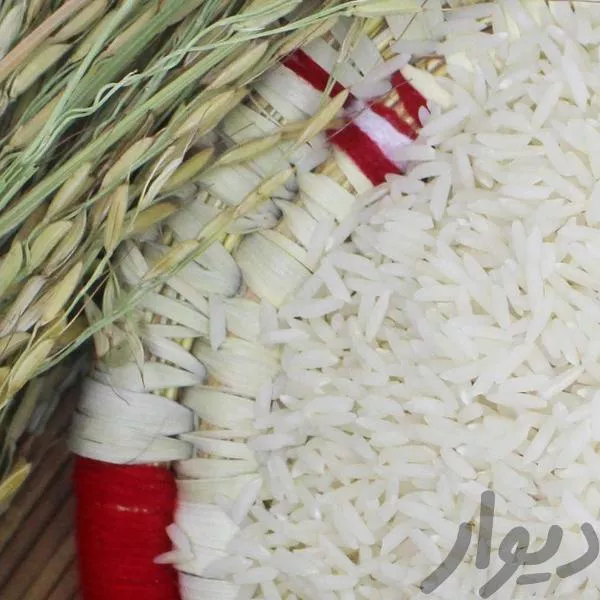 برنج هاشمی شرق گیلان ۱۳۹۹