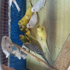 جوجه مرغ عشق