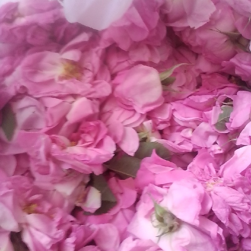 کبد چرب و لاغری