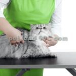 قیمت آموزش آرایش حیوانات خانگی